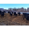 Image 3 : Four Harts Cattle Co. - 910# March Delivery Steers - 134 Head (Vermilion, AB)