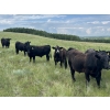Image 8 : DJC Ranch - 1100# October Delivery Grass Steers - 900 Head (Meadow Lake, SK)