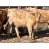 Image 4 : Donovan Banman - 630# October Delivery Heifer Calves - 50 Head (Hays, AB)