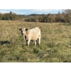 Image 3 : George Ranching - 600# November Delivery Steer Calves - 100 Head (Marwayne, AB)