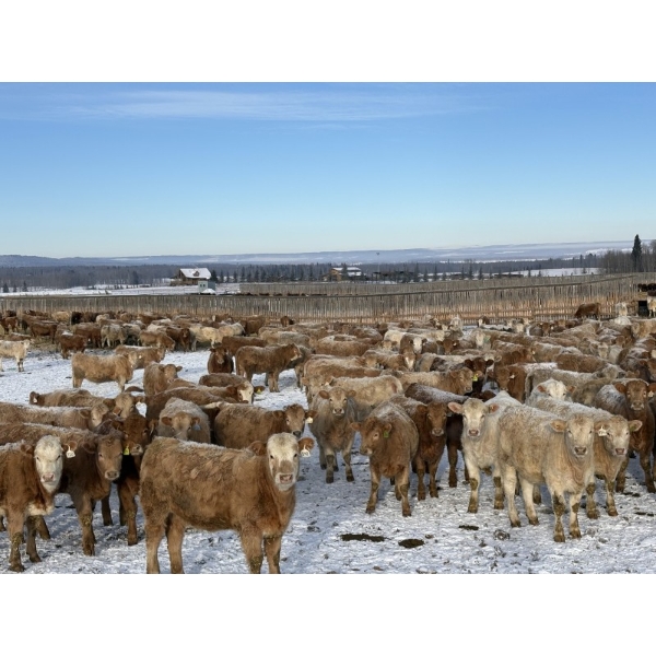 Cunningham Cattle Co. - 885# February Delivery Heifers - 260 Head (Sundre, AB)