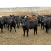 Image 3 : Hegedys Ranching - 975# April Delivery Steers - 170 Head (Acme, AB)