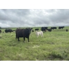 Image 6 : Hanging H Ranch Ltd. - 525# November Delivery Steer Calves - 110 Head (Marwayne, AB)