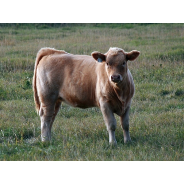 F Nester Ranching - 535# October Delivery Heifer Calves - 100 Head (Picture Butte, AB) VBP+