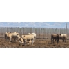 Image 4 : Cattlewood Farms Ltd. - 805# June/July Delivery Heifers - 75 Head (Fincastle, AB)