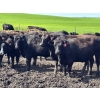 Image 2 : Terry Hines Livestock - 40 Black March Calving Bred Heifers (Marwayne, AB)