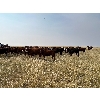Image 4 : Pine Ranch Ltd. - 780# August Grass Heifers - 72 Head (Morse, SK) VBP+