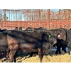 Image 2 : Fox Cattle Co. - 10 Black Heifers (Pen 406)