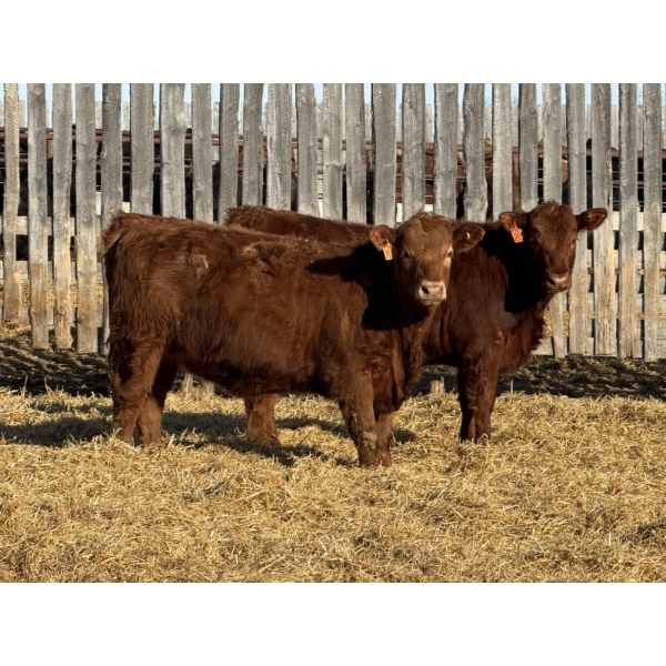 Jordan Livestock - 20 Red Simm/Angus X Replacement Heifers (Rimbey, AB)