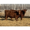 Image 1 : Jordan Livestock - 20 Red Simm/Angus X Replacement Heifers (Rimbey, AB)