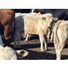 Image 7 : Fred Courtney - 650# October Delivery Steer Calves - 65 Head (Delia, AB)