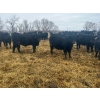 Image 4 : Jay Be Acres Ltd. - 920# April Delivery Steers - 66 Head (Deloraine, MB) 