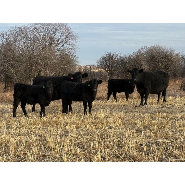 W. A. Ranches at the U of C - 525# December Delivery Heifer Calves - 180 Head (Cochrane, AB) VBP+