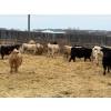 Image 5 : Reilly Lake Ranching - 900# May Delivery Steers - 100 Head (Lloydminster, AB)
