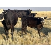 Image 8 : Dar-Lin Ranching - 430# November Delivery Heifer Calves - 110 Head (Big Stone, AB)
