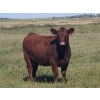 Image 3 : Saddle Ridge Ranching & SW Cattle - 950# October Grass Heifers - 80 Head (Strathmore, AB)