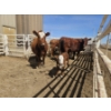 Image 4 : Guy Fukuda - 1 Hereford Pair