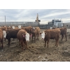 Image 3 : Anchor C Livestock - 710# April/May Delivery Heifers - 85 Head (Stirling, AB)