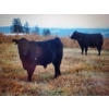Image 3 : Wayhome Ranch - 610# November Delivery Steer Calves - 180 Head (Kamloops, BC)