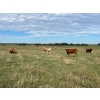 Image 5 : Valley Ranch - 975# October Grass Heifers - 65 Head (Dewberry, AB)