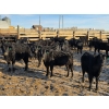 Image 2 : Franz Land & Cattle - 840# March Delivery Heifers - 75 Head (Medicine Hat, AB)