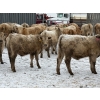 Image 3 : Strickland Farms - 825# February Delivery Steers - 66 Head (Corrine, SK)