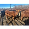 Image 10 : Turtleview Livestock - 750# February Delivery Steers - 81 Head (Goodlands, MB) VBP+