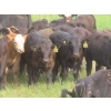 Image 6 : Storle Farms Ltd. - 630# October Delivery Steer Calves - 88 Head (Lake Alma, SK)