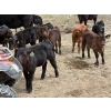 Image 9 : Kingsclere Ranch - 40 Angus X Pairs (Parsons, BC)