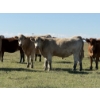 Image 2 : Glover Cattle Corp. - 1050# October Delivery Grass Heifers - 60 Head (Irricana, AB) VBP+