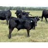 Image 3 : Cornerglen Ranching - 575# November Delivery Steer Calves - 50 Head (Crestomere, AB)