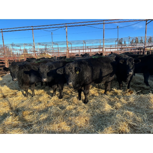 Crooked Creek Ranch - 10 Second Calvers (Pen 519A)
