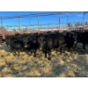 Image 1 : Crooked Creek Ranch - 10 Second Calvers (Pen 519A)