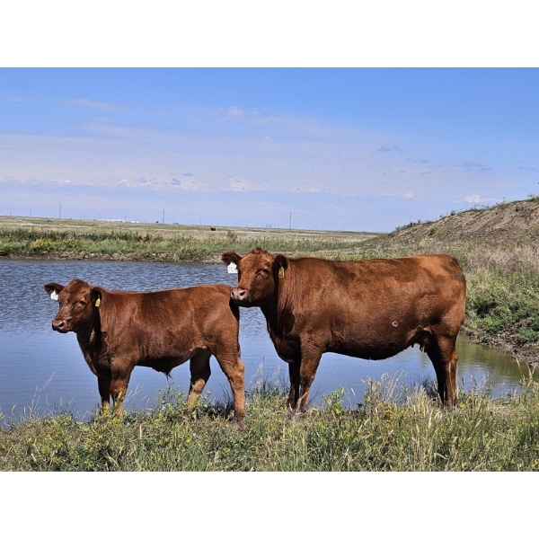 Coyote Tree Ranching - 550# November Delivery Steer Calves - 85 Head (Patricia, AB)