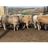Image 6 : Midpoint Farms - 1000# May Delivery Steers - 62 Head (Drayton Valley, AB)