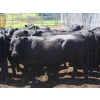 Image 4 : Box Ranch - 1450# Angus X Cows - 42 Head (Whitewood, SK) 