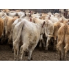 Image 3 : Larry Konschuk - 900# April/May Delivery Heifers - 92 Head (Crossfield, AB)