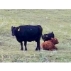 Image 10 : Travis Nicholson & Terry Johnson - 620# October Delivery Steer Calves - 75 Head (Carbon, AB)