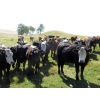 Image 2 : Frolek Cattle Co. - 1020# September Grass Steers - 120 Head (Knutsford, BC)
