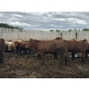 Image 6 : Cromer Cattle Company Inc. - 1000# September Delivery Heifers - 30 Head (Cromer, MB)