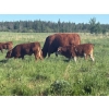 Image 8 : Rupert Farms - 880# November Delivery Weaned Steers - 69 Head (Lac du Bonnet, MB)