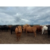 Image 6 : Taylor Lessard - 1600# White Fat Cows - 120 Head (Carberry, MB)