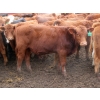 Image 2 : Thackeray Land & Cattle Inc. - 590# November Delivery Steer Calves - 55 Head (Goodwater, SK)