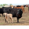 Image 6 : Oxbow Farms - 540# November Delivery Heifer Calves - 190 Head (Melita, MB)