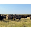Image 3 : Wolverine Cattle Co. - 950# September Grass Steers - 240 Head (Guernsey, SK)