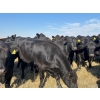 Image 9 : Boggy Springs Ranch - 1050# September Delivery Grass Heifers - 85 Head (Maple Creek, SK)
