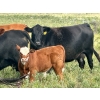 Image 3 : 98 Ranch - 35 October Delivery Angus X Pairs (Lake Elma, SK) VBP+