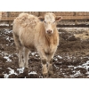 Image 8 : Justin Tateson - 960# March Delivery Steers - 125 Head (Scandia, AB)
