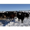 Image 4 : Richards Family Farms & Livestock Ltd. - 540# March Delivery Steers - 110 Head (Bangor, SK) VBP+
