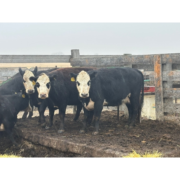 Flat Iron Farming - 6 Young Cows (Pen 518)